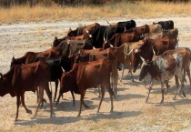 什么是炭疽病？牛得了该怎么办？