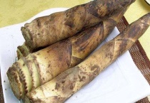 笋的名称有哪些？