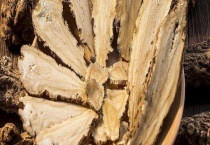 当归多少钱一斤？当归的选购多久？