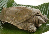 野生鳖和家养的区别？在哪里