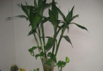 室内竹子的养法是什么？