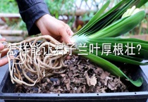 怎样能让君子兰叶厚根壮？