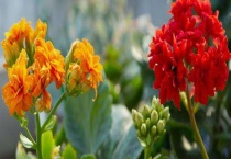 观赏植物是什么 比较常见的观赏植物都有哪些？