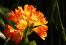 君子兰不开花是什么原因？