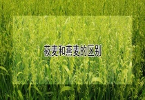 莜麦和燕麦的区别？