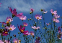 扫帚梅花学名叫什么？