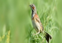 小鸟出汗部位在哪