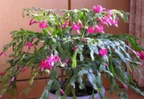 蟹爪兰花苞很小就干了