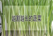 越割越长的蔬菜