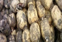 莲藕的产地分布 附产地环境及中国莲藕之乡