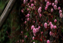 头花蓼虫害防治技术 附具体操作