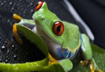 两栖动物有哪些？