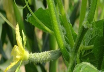 黄瓜叶打皱是什么原因？