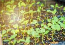 西瓜实用的6个催芽多久？