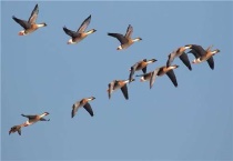 大雁晚上飞能看见吗？