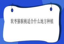 软枣猕猴桃适合什么地方种植