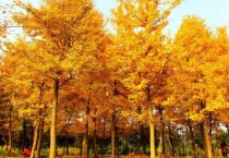 叶子变黄的植物有哪些？