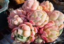 多肉贝瑞如何包紧