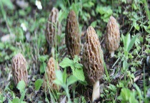 羊肚菌产地在哪里 附羊肚菌的生长环境和功效价值