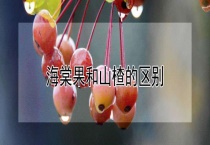海棠果和山楂的区别？