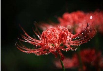 曼珠沙华是什么花