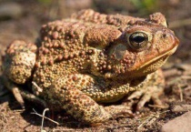 癞蛤蟆有毒吗？