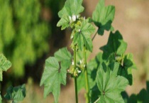 冬葵和秋葵的区别？ 外形和分布地区均有区别？