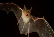 蝙蝠吃什么食物 有哪些种类？