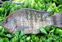 彩云雕是什么鱼