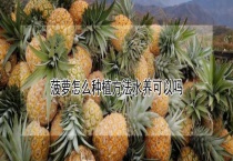 菠萝怎么种植方法水养可以吗？