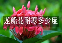 龙船花耐寒多少度