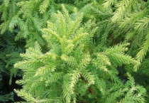 什么是日本柳杉