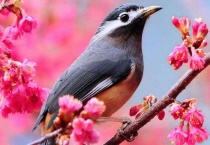 关于爱鸟护鸟的提示语