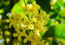 木樨花就是桂花吗？