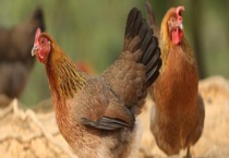 鸡通常喜欢吃哪些食物 不同时期的鸡吃什么？