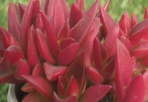 赤鬼城有毒吗？