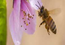 怎样百分百诱到侦查蜂 附侦查蜂的作用