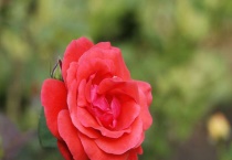 藤本月季怎样修剪和牵引