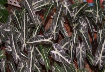 黑叶芋开花吗？