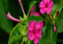 紫茉莉和夜来香的区别？