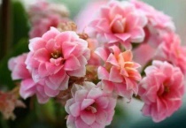 长寿花叶子发软能活吗？