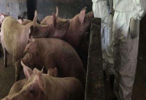 猪瘟可以通过空气传播吗 发生猪瘟怎么应对