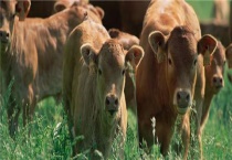 牛犊拉绿稀怎么办？