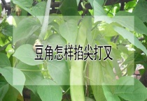 豆角怎样掐尖打叉