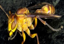 黑绒胡蜂(黑腹虎头蜂) 生活习性是什么？