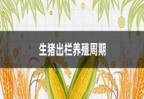 生猪出栏养殖周期