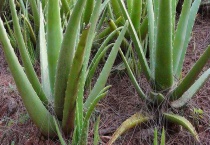 芦荟长黑斑怎么办？长黑斑的症状和规律如何