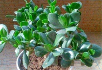 厚脸皮和燕子掌怎么认