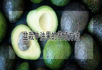 盆栽牛油果的养殖多久？