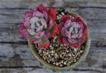 多肉雨滴怎么变多头